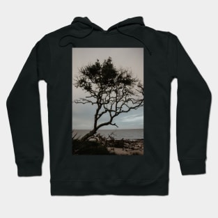 Driftwood Beach Tree Hoodie